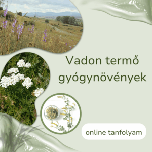 Vadon termő gyógynövények online tanfolyam